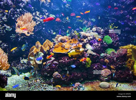 unterwasser leben korallenriffe fische bunte pflanzen im ozean