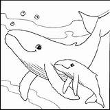 Kleurplaat Walvis Zeedieren Stemmen sketch template