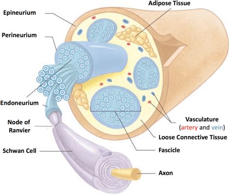 illustration   anatomy   typical peripheral nerve