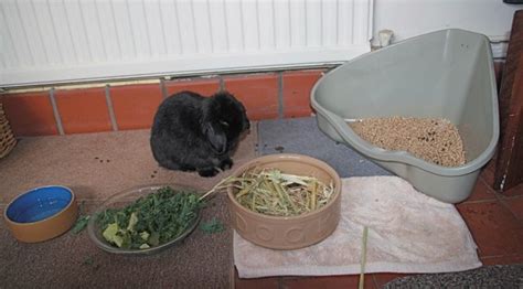 can i litter train my rabbits celia haddon