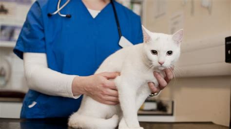 Antibiotics For Cats Blue Cross
