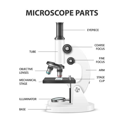 parts   microscope  labeled diagram  functions biology notes web