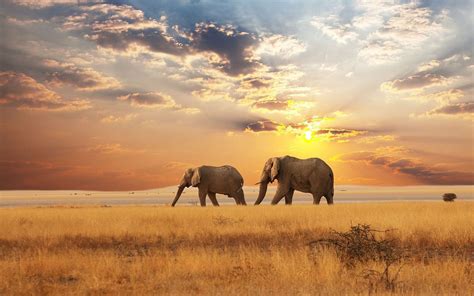 olifanten achtergronden mooie leuke achtergronden voor je bureaublad pc laptop tablet