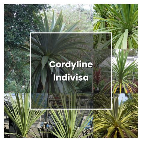 grow cordyline indivisa plant care tips norwichgardener