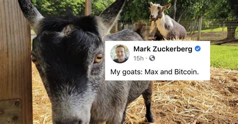 Mark Zuckerberg Has A Goat Named Bitcoin Well Ok Then