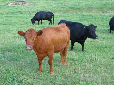 dexter cattle ideal cattle breed  small acreages breeder