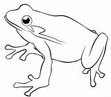 Frog sketch template