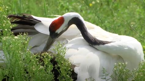 date  chinas red crowned cranes  qixi youtube