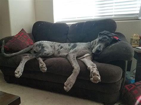 Adorable Photos Of Giant Great Danes