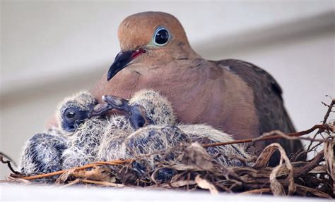 breathtaking   mourning doves birds  blooms