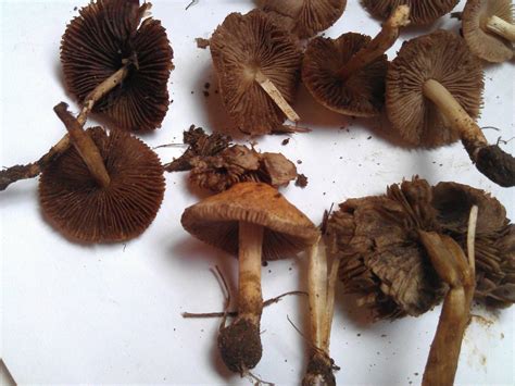 Se Queensland Australia Mushroom Hunting And Identification