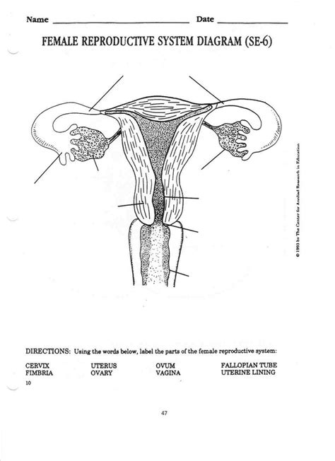Female Reproductive System Diagram Quizlet