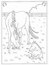 Wei Manege Paard Veulentje Kleurplaten sketch template