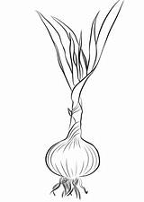 Garlic Coloring Pages Drawing Printable Categories Getdrawings Supercoloring sketch template