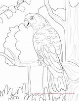 Coloring Conure Amazon Yellow Sun Nape Drawing Pages Color Getdrawings Drawings 1275 72kb sketch template