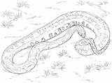 Anaconda Coloring Pages Green Snake Titanoboa Python Realistic Drawing Snakes Printable Template Sketch sketch template