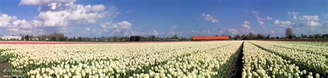 tulpen veldje  panorama op het wijzenddijkje blokker  leo besseling noord holland