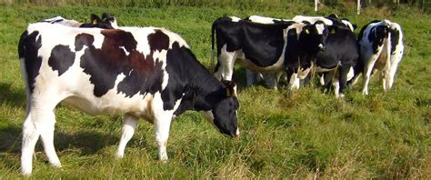 agricultura alternativa zootehnie vaci de rasa din import