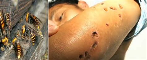 tony nwajei post deadly giant hornets kill 42 people in china