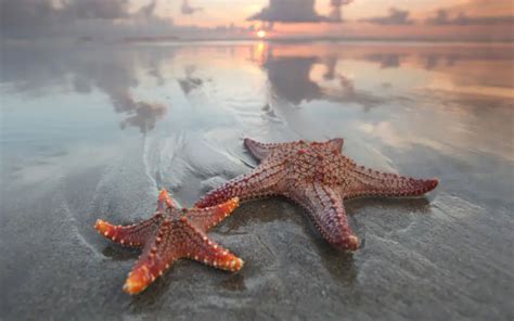 top difference  sea star  starfish  comparison chart
