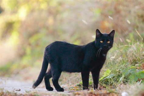 australias deadliest invaders feral cats csmonitorcom