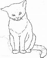 Cat Coloring Tabby Pages Realistic Getdrawings sketch template