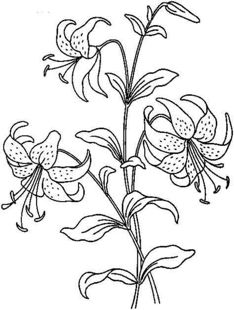 realistic flowers coloring pages print flower coloring pages