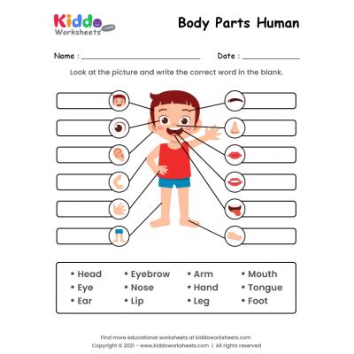 printable body parts worksheets kiddoworksheets