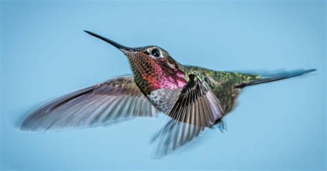 hummingbirds generate  buzz  san diego union tribune