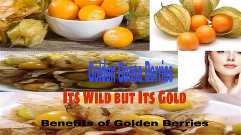 amazing health benefits of golden berries cape goose berries youtube