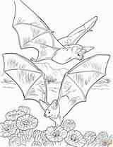 Nietoperz Bat Kolorowanki Bats Nectar Dzieci Flying Bestcoloringpagesforkids Gathering Druku Pobrania sketch template