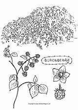Blackberry Colouring Bush Tree Coloring Pages Colour Village Trees Activity Fruit Activityvillage Choose Board sketch template