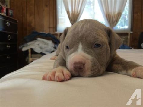 Xxl Pitbull Puppies For Adoption Blue Nose Red Nose