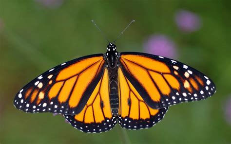 beauty  monarch