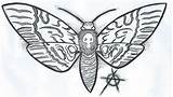 Hawkmoth sketch template