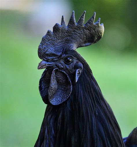 this rare “goth chicken” is 100 black from its feathers to its