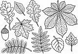 Acacia Herbarium sketch template