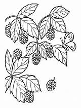 Coloring Pages Raspberries Berries Print Printable Recommended sketch template