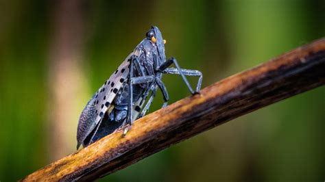 common invasive insects