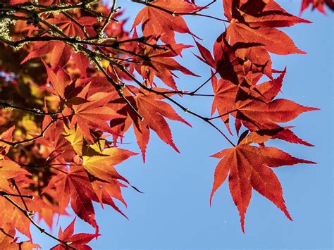 experts issue red warning  maple tree species  risk  extinction