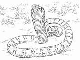 Anaconda Cottonmouth sketch template