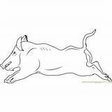 Boar Wild Coloring Pages Running Coloringpages101 sketch template