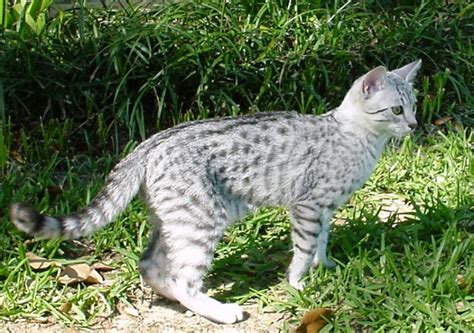feathertail ultimate warrior cats wiki