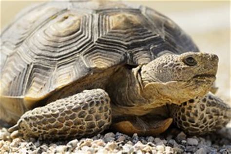 desert tortoise  creation