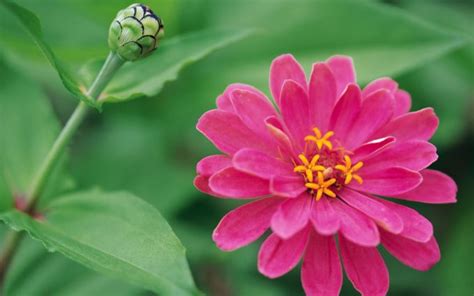 pink zinnia hd desktop wallpapers 4k hd