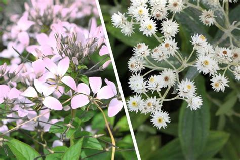 winterharte bluehende stauden  arten nach farbe und standort