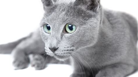 elegant facts  russian blue cats mental floss