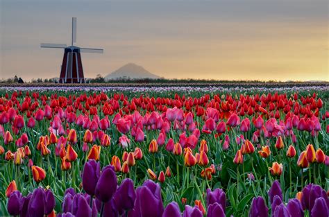 wooden shoe tulip festival    sunrise    pics