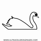 Cisne Colorir Página Ultracoloringpages sketch template
