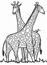 Giraffe Coloring Pages Cute Colouring Templates sketch template